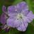 Phacelia bipinnatifida