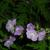 Phacelia bipinnatifida