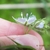 Hairs on calyces