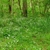 Native habitat