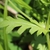 Lobed clasping hairy leaf and stem