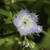 Flower detail