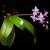 Phalaenopsis equestris
