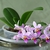 Form