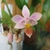 Flower and Leaves