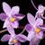 Phalaenopsis equestris var. Rosea
