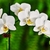 A spray of classic white, rouded white flowers.