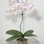 Potted moth orchid with variegated leaves and pink flowers.