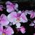 Phalaenopsis schilleriana