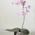Potted moth orchid with variegated leaves and pink flowers.