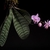 Phalaenopsis schilleriana