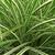Phalaris arundinacea 'Picta'