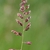 Stem