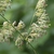 Stem
