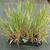 Phalaris arundinacea 'Picta'