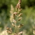 Form
