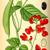 Botanical Illustration