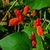 Flower and Leaves