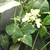 Flowers and Leaves