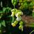 Phaseolus vulgaris