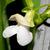 close up of flower