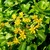 Flowers and Leaves