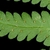 Underside of frond with reddish sori