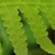 immature green sori of Phegopteris hexagonoptera