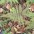 Deciduous leaves of Phegopteris hexagonoptera turning brown