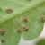 sori of Phegopteris hexagonoptera without indusia