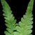 Frond underside with hairs