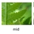 sterile frond of Phegopteris hexagonoptera without sori