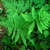 View of fronds from above