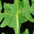 Wing stem