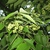 Flower and Leaves