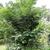 var. yunnanensis- form