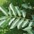 var. yunnanensis- leaves