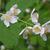 Philadelphus coronarius