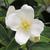 Philadelphus coronarius