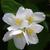 Philadelphus coronarius