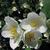 Close up of flower