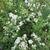 Philadelphus x virginalis