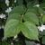 Close up of leaves