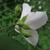 Back of flower