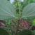 Underside of leaf