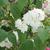 Flower, stem