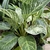 Ovate leaves with fine yellow veins