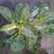 Large leaves with white pinstriped veins
