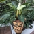 Leaves with white pinstripes; decorative container