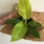 Plant with lime green leaves.